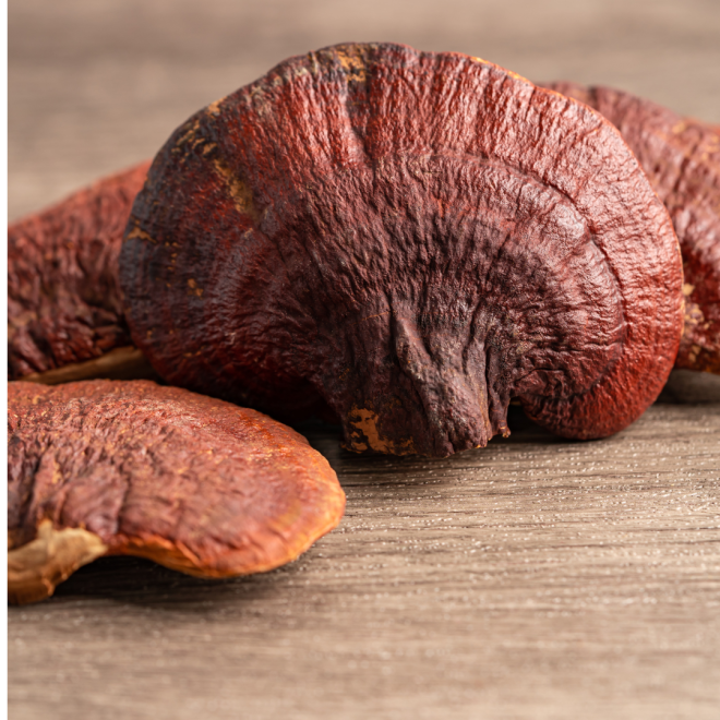 Poznaj właściwości grzyba reishi